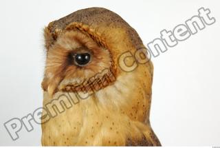 Barn owl - Tyto alba  0063